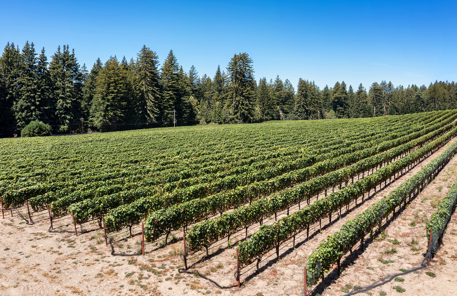 Santa Cruz Vineyard & Horse Property