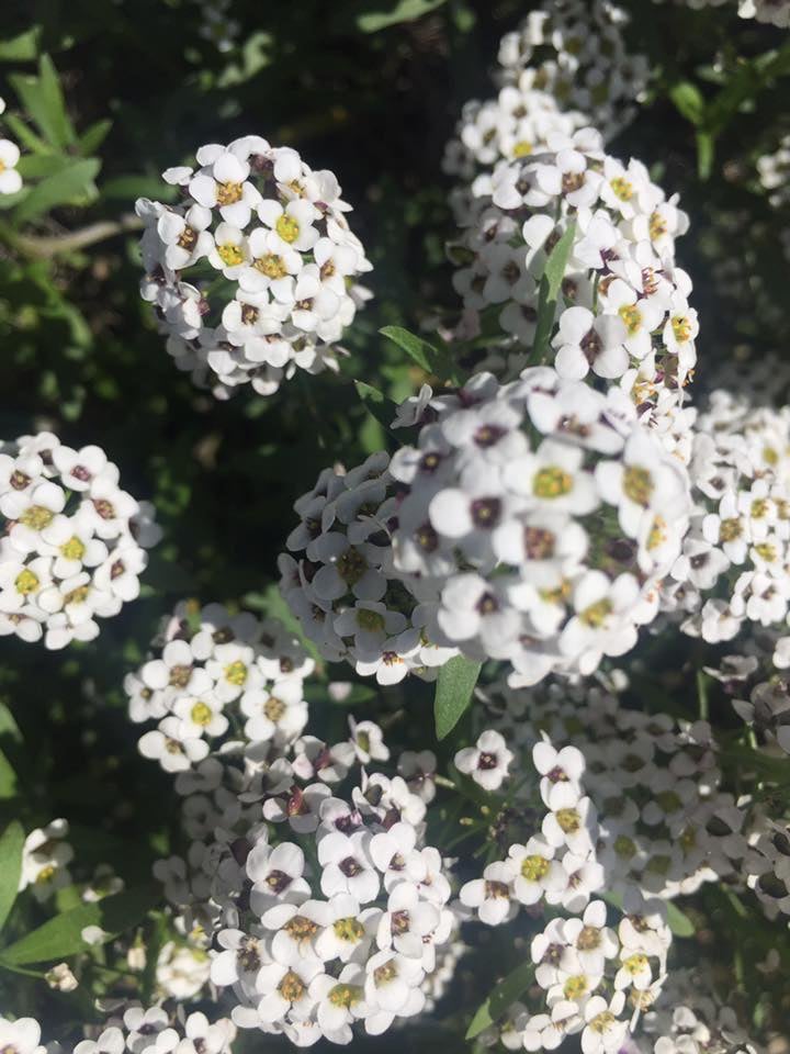 Clusters of white flowers with yellow and purple centers among green leaves.
