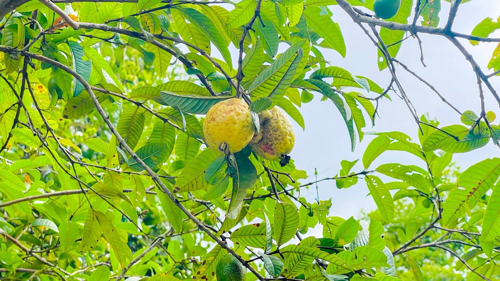 COSTA RICA LAND FOR SALE | LARGE FLAT PRIVATE PROPERTY WITH MOUNTAIN VIEWS, RIVER & FRUIT TREES