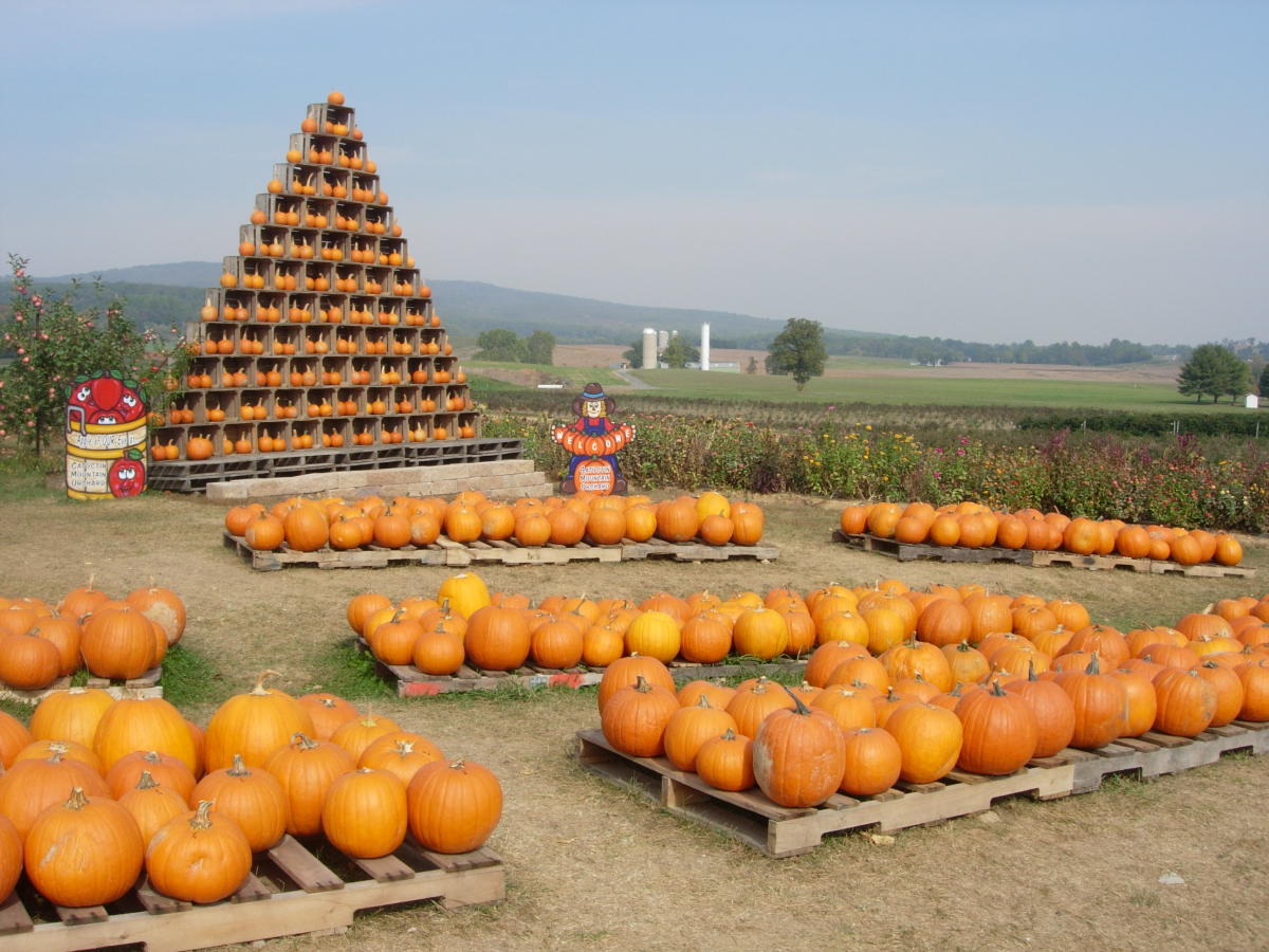 Fall in Love with Frederick