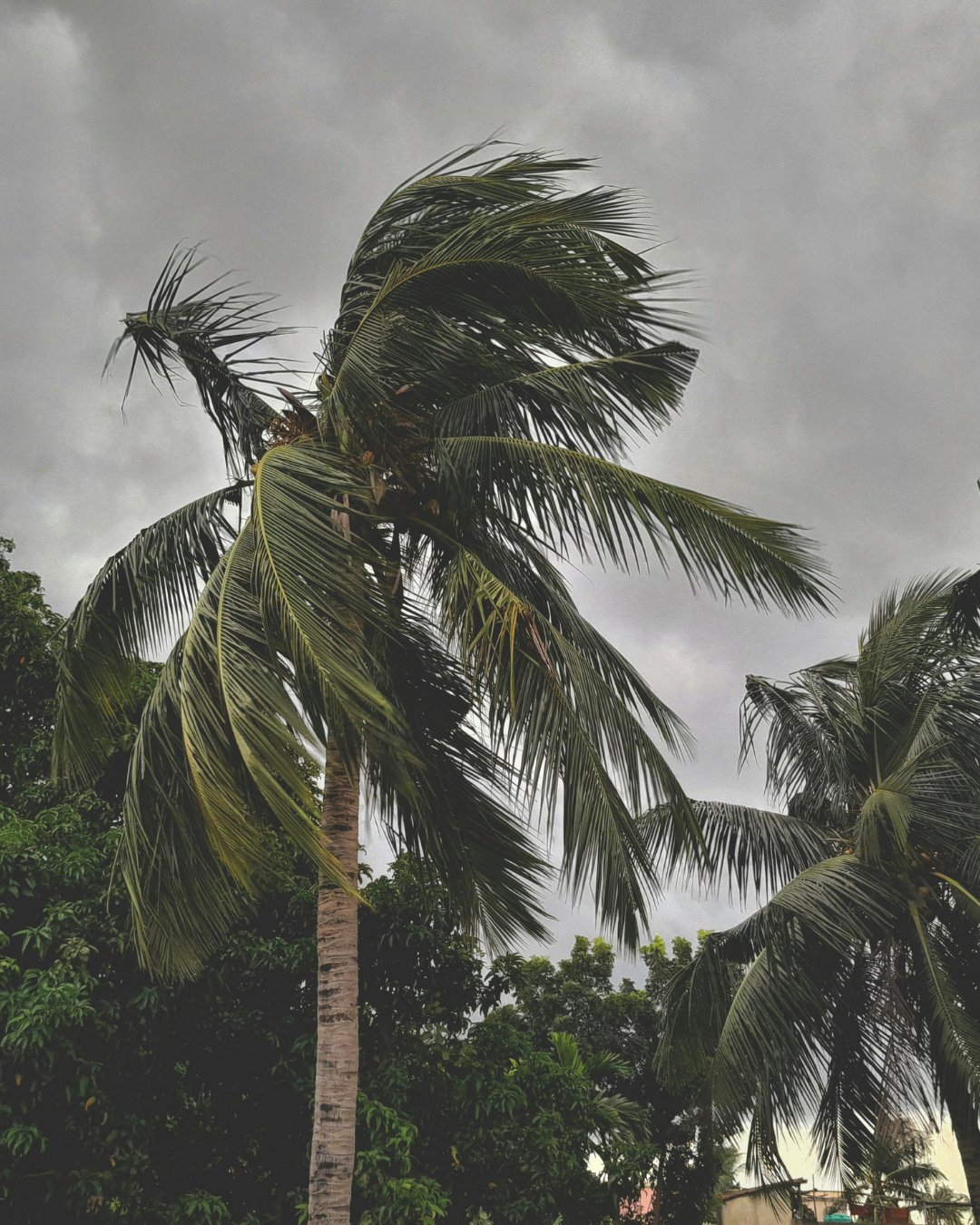 South Carolina palmetto tree during hurricane-force winds