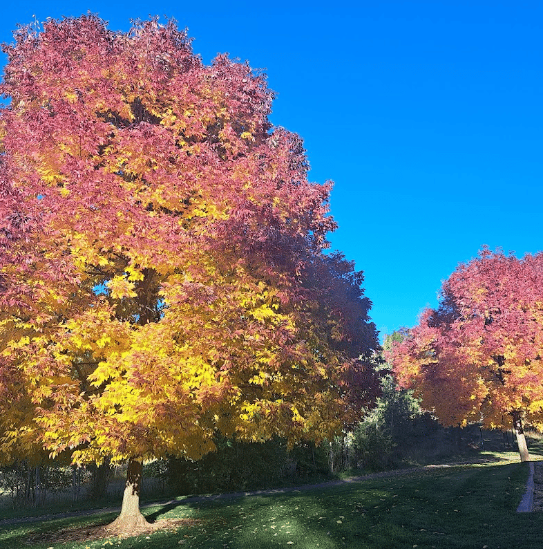 Polly Judd Park
