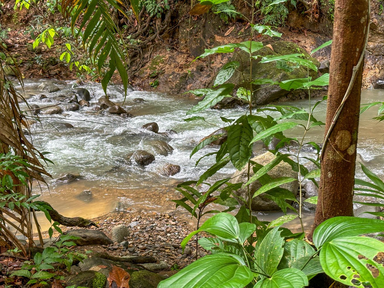 Rainforest Home with River, Jungle Trails & Pool in Ojochal