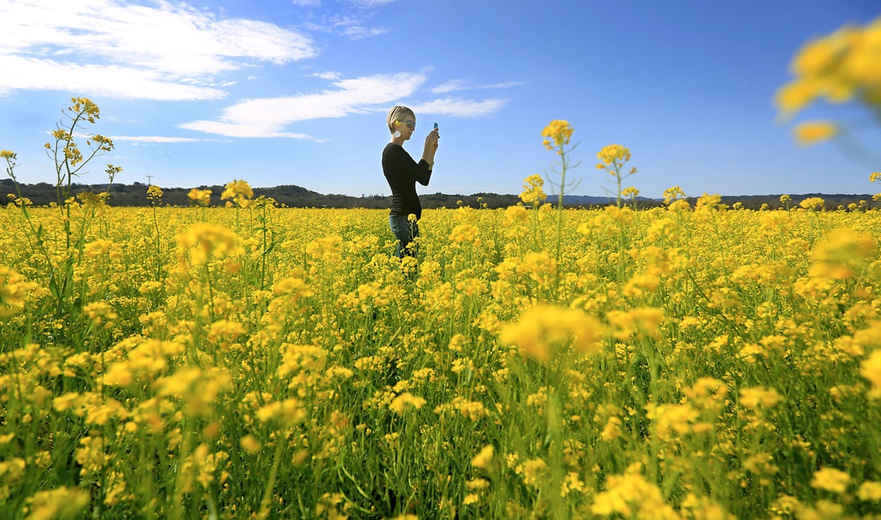 10 Sonoma County Spots for Seeing Mustard in Bloom