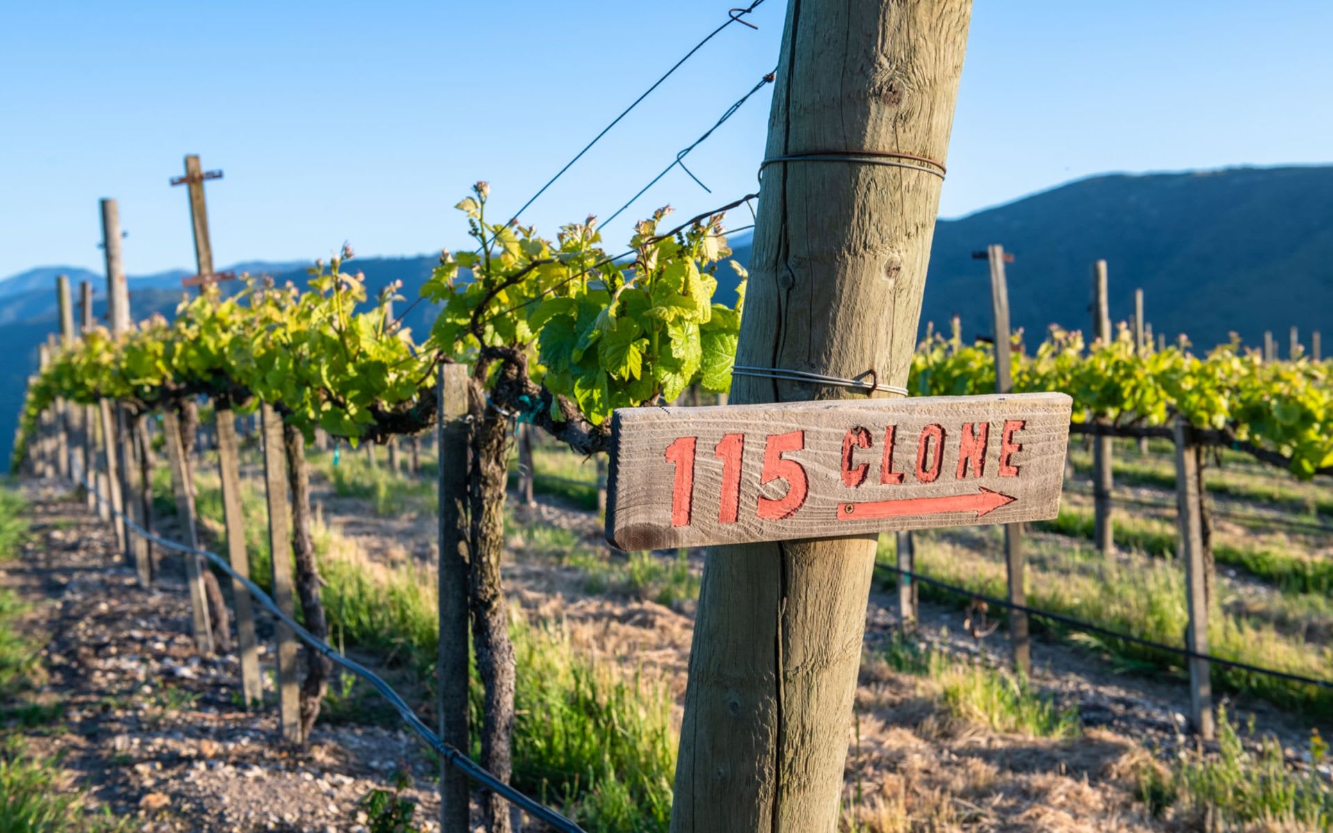 Diamond T Ranch & Vineyards - The Talbott Estate