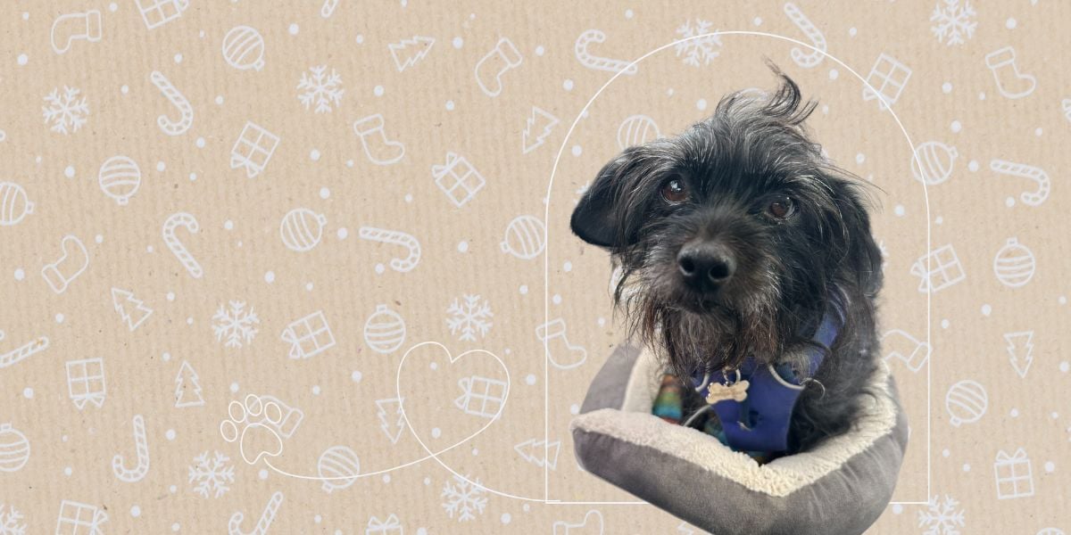 ASK GYPSIE: Your Guide to Festive Fur-Family Fun — Holiday 2024 Edition