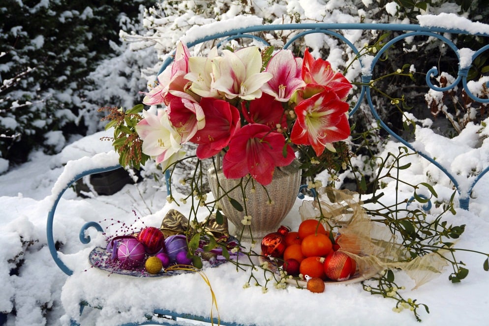 Winter yard display of red and cream flowers, oranges, and ornaments arranged in the snow.