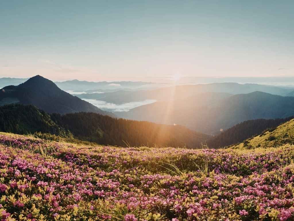 Sunrise over misty mountain ridges with pink wildflowers blooming across a hillside meadow