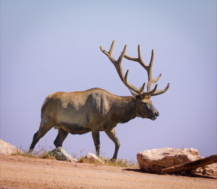 Driving Into the Wild: A Sensory Journey Along Old Fall River Road