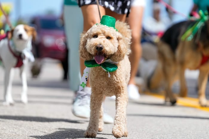 Lucky in Martin County: St. Patrick's Day Events You Won't Want to Miss