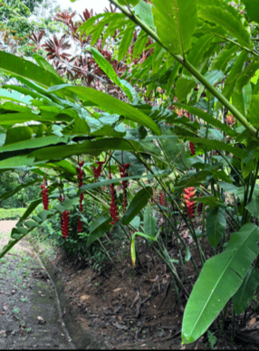 Build Amidst Untouched Jungle & Mountain Vistas | Ocean-View Estate with Fruit Orchards + Casita Design Your Vision in Tres Rios, Costa Rica
