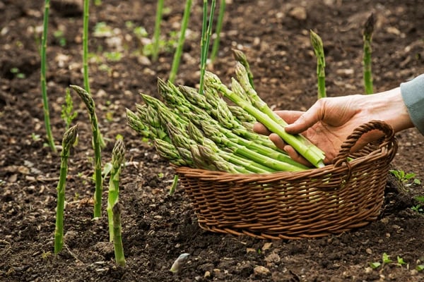 The First Green Thing: Asparagus Season in Northern Michigan cover