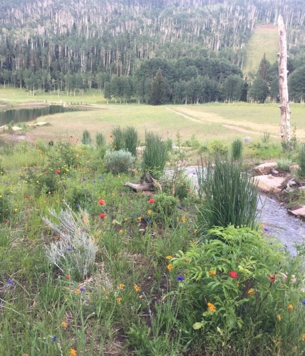 Music in the Meadows