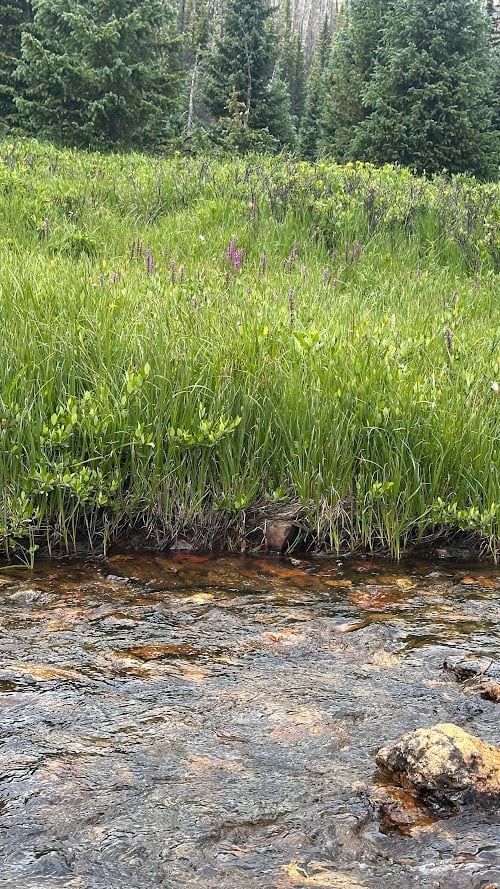 Driving Into the Wild: A Sensory Journey Along Old Fall River Road