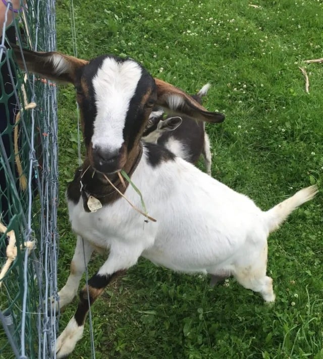 Farm Animals + Flowers