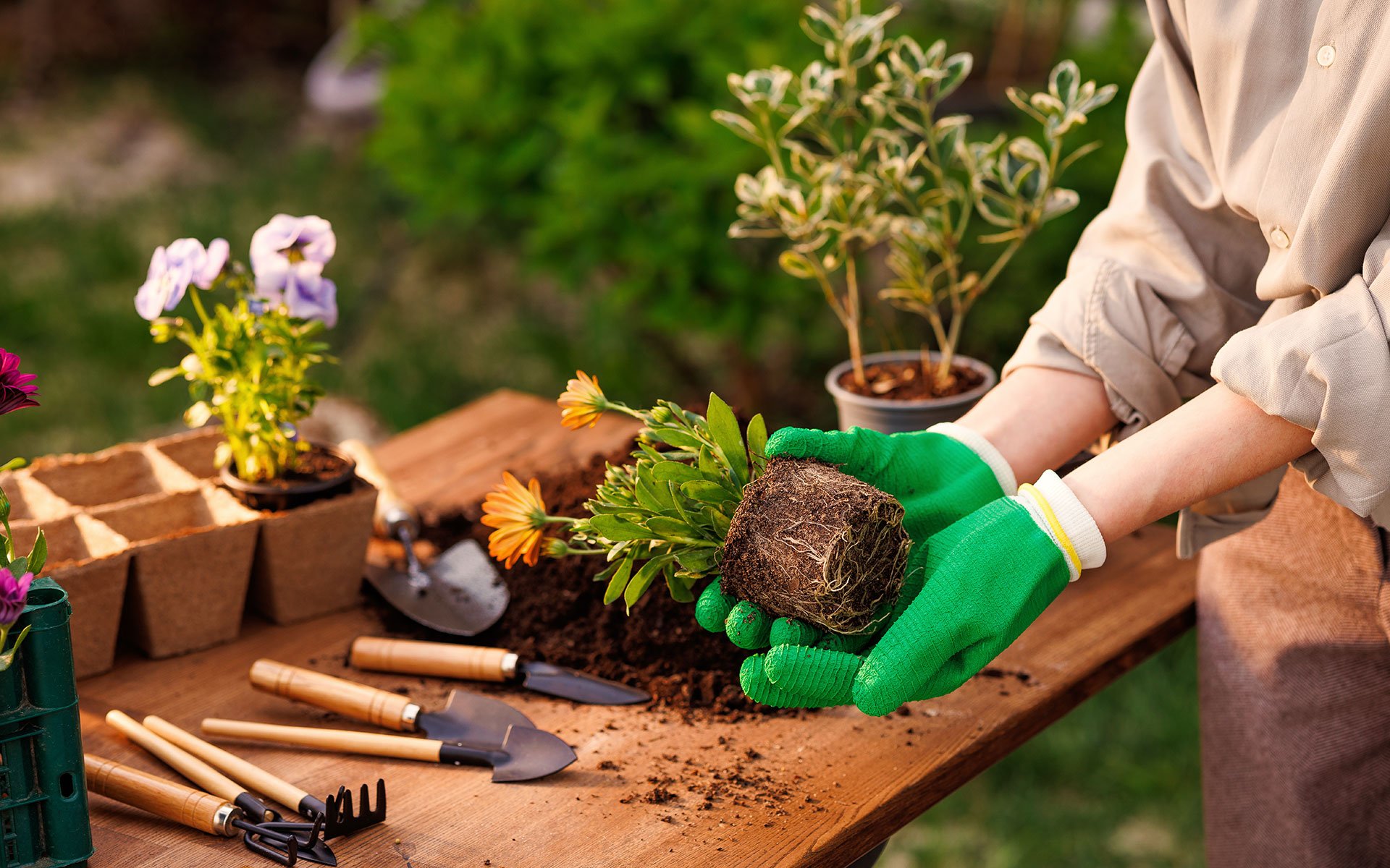 A professional gardener planting vibrant flowers in a GTA garden during the spring season, illustrating how landscaping boosts home curb appeal and market value