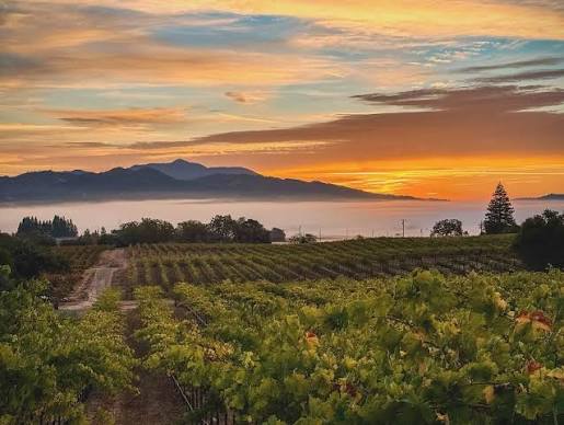 Vineyard rows lead toward distant mountains beneath an orange and pink sunset.