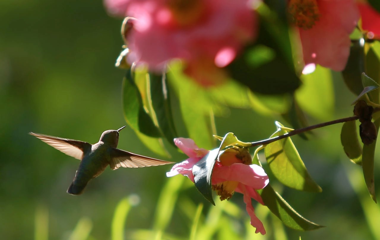 6 Serene Gardens in Sonoma County