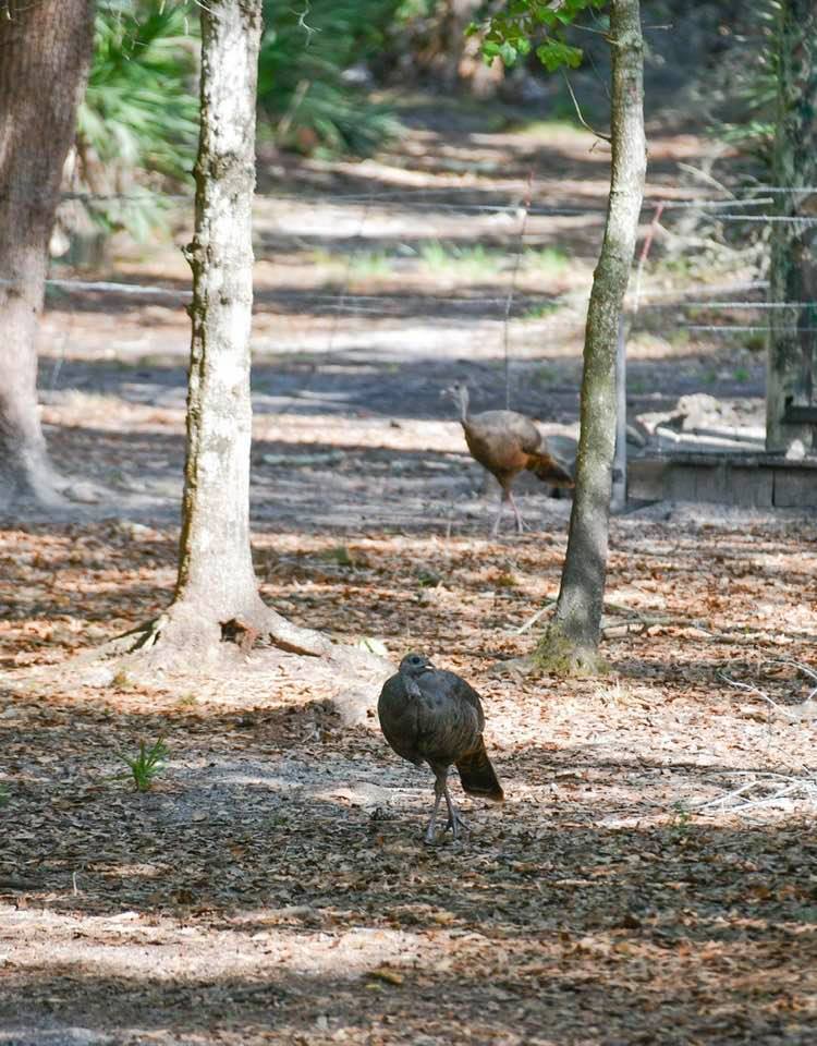 Taylor Creek Preserve
