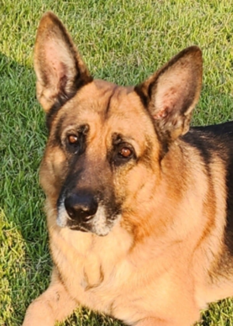 Top Pet Services in Destin FL