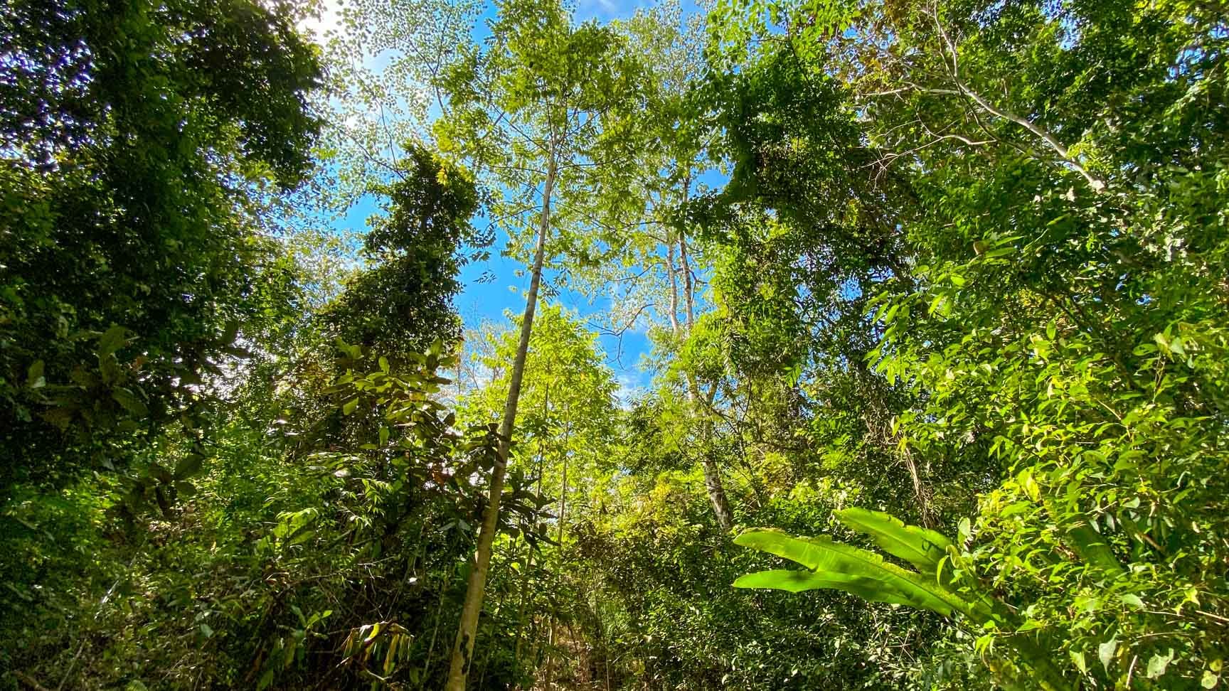32-Acre Self-Sustainable Off-Grid Farm Near Ojochal with House, Solar Power & River