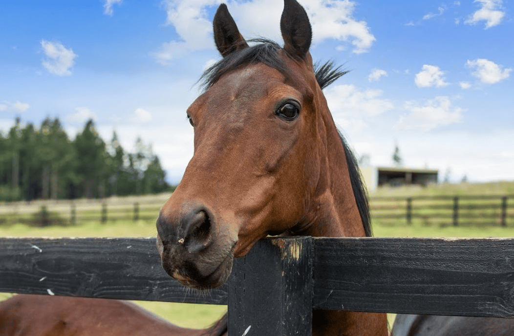 Turnkey Oregon Equestrian Estate | 12.79 Acres with World-Class Facilities