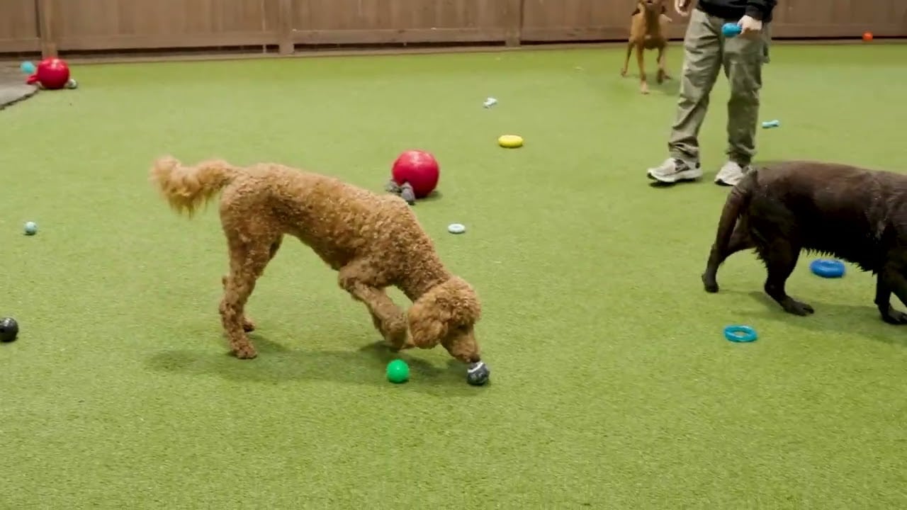 The Pawington, A Luxury Resort Where Pets Play, Relax & Live the Dream
