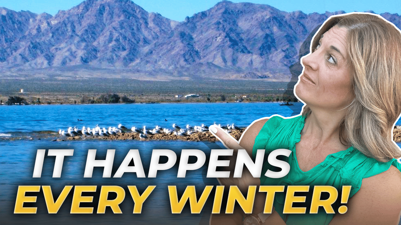 Discovering Lake Havasu City: The Winter Haven for Snowbirds