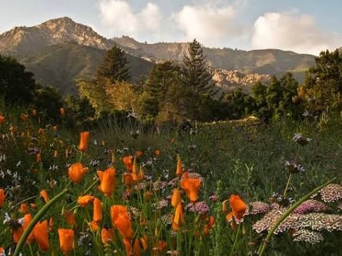 Orange California poppies and wildflowers bloom beneath a rugged mountain range.