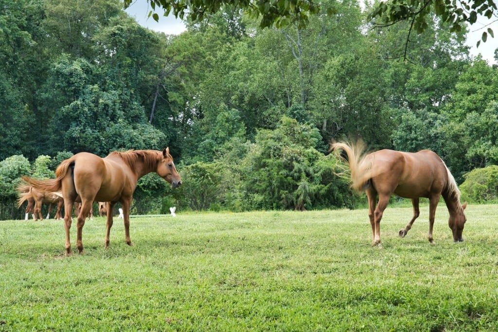 Pioneer Ranch | Ocala, Florida Homes | Pulte