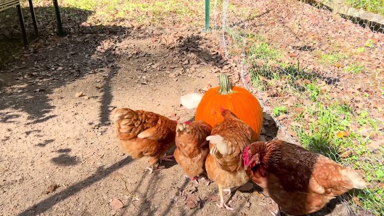 Artistic Chickens?!?!?! Ft. Pumpkin Carving