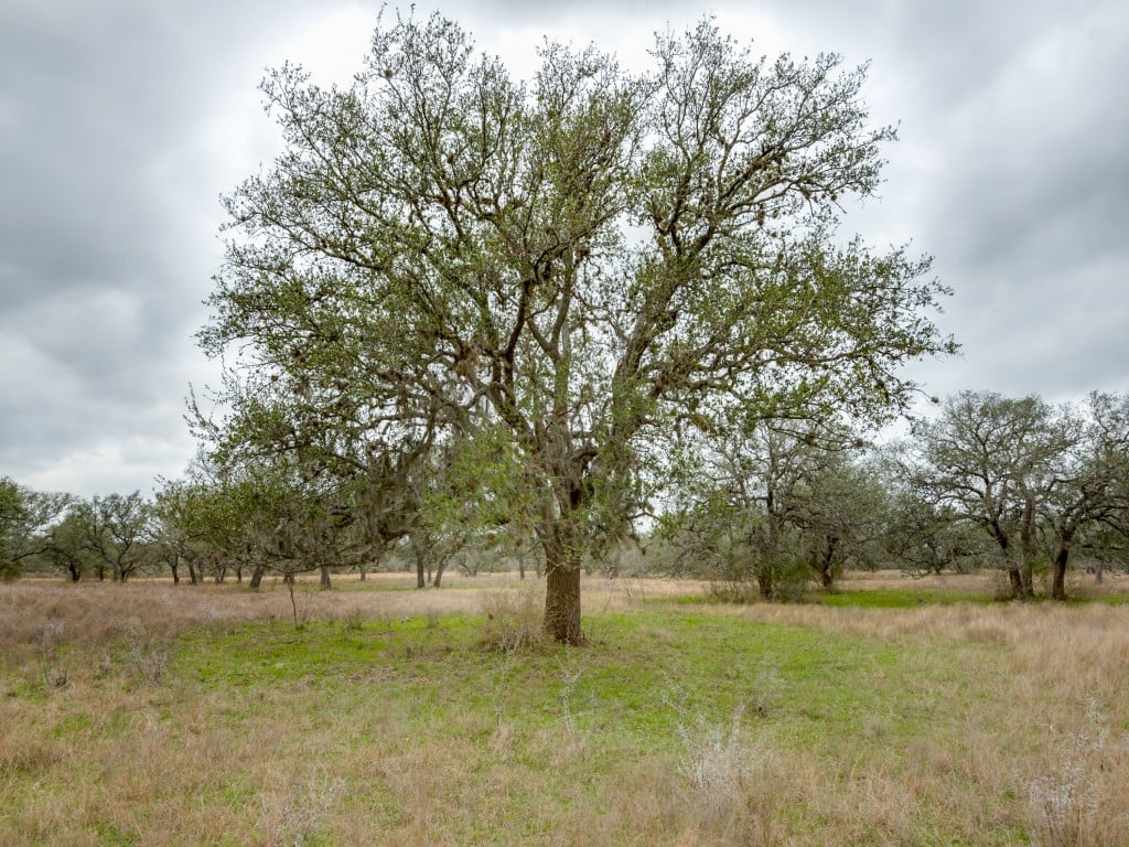 300 Acres in Goliad County 