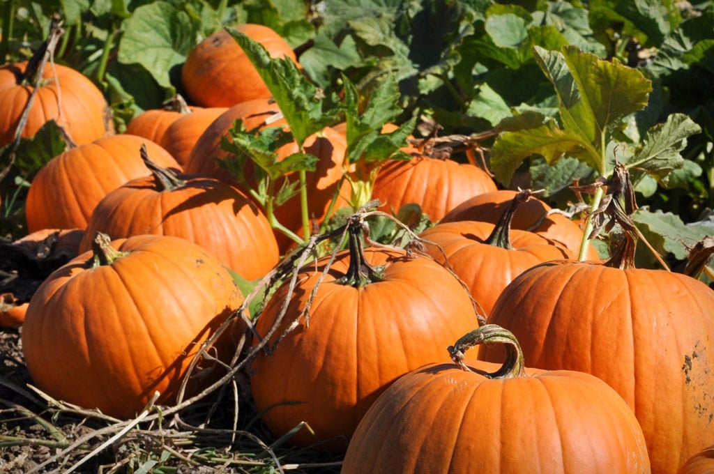 Best Fall Activities on Long Island 2026: Pumpkin Picking, Wineries, Cider Donuts & More