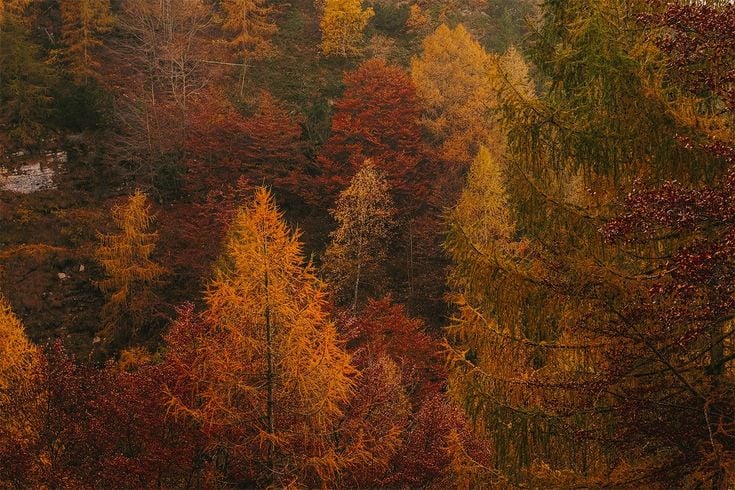 Fall Weekends in Seminary Hill: Civil War Camp Day, the Brewery Loop, and the Trails Right Outside Your Door