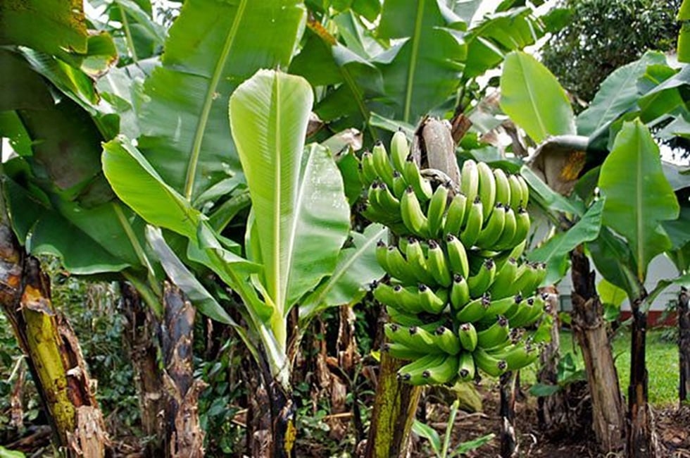 Mountain View Land with Several Building Sites and Mature Fruit Trees