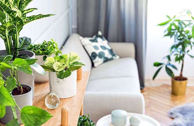 Go Greener at Home