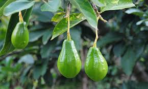 Mountain View Land with Several Building Sites and Mature Fruit Trees