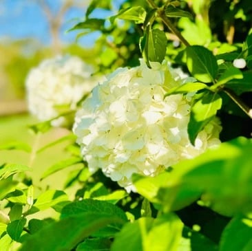 A Stunning Countryside Retreat Near Greenville and Anderson, SC: 800 Holiday Dam Road, Honea Path