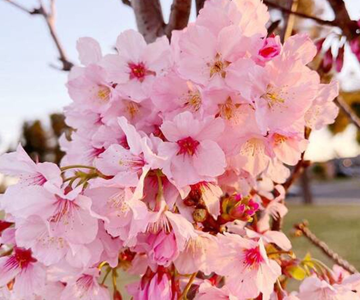 Cherry Blossom Cultural Festival