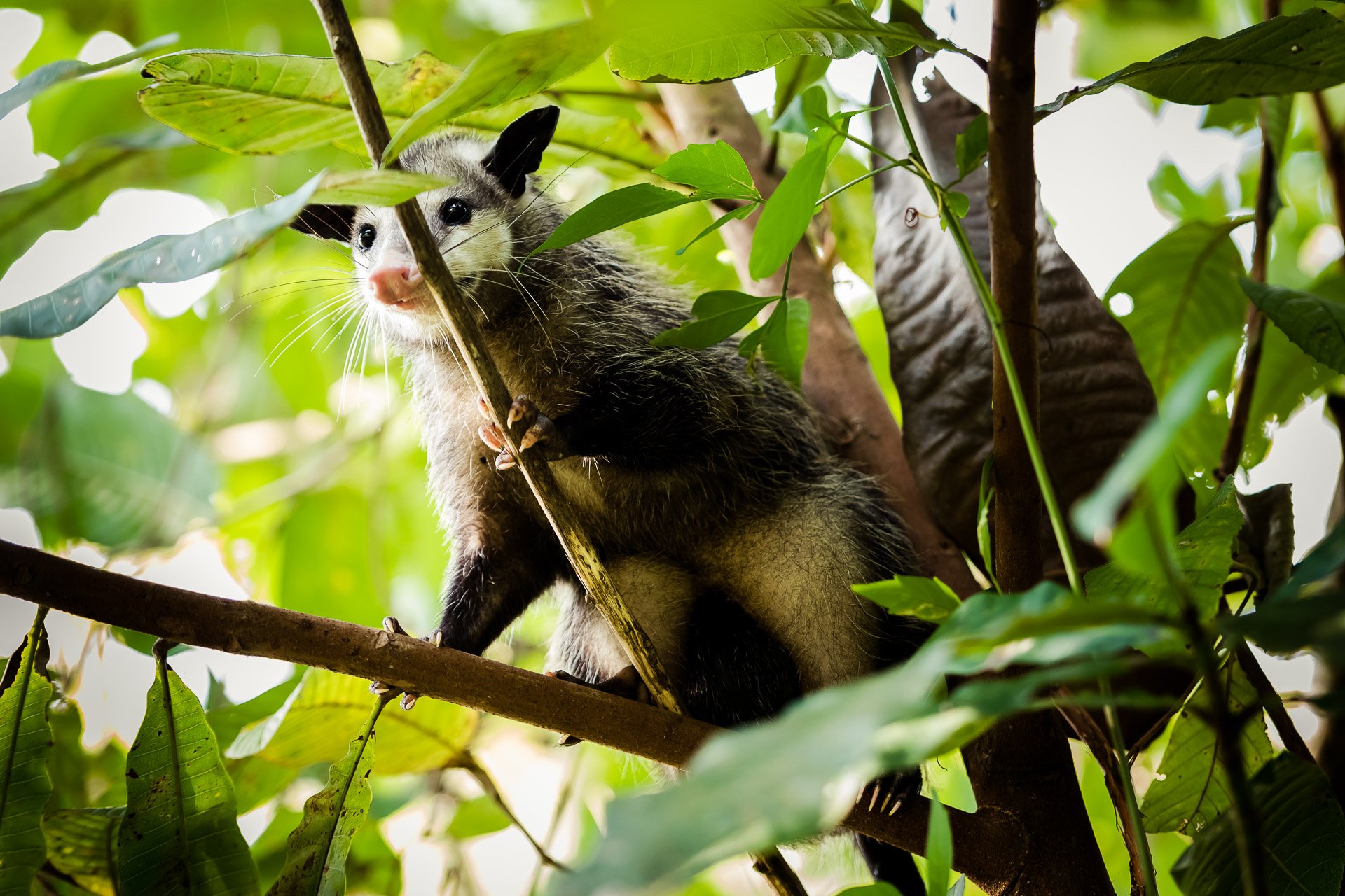Blue Valley Cacao Farm | High-end gourmet chocolate production.