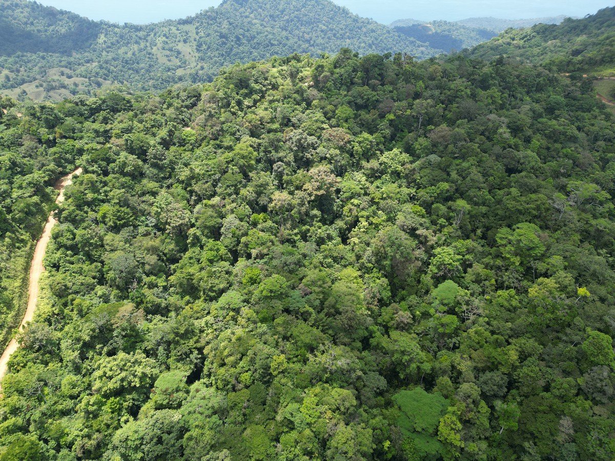 32 ACRES – Mountain Land With Spring, Jungle & Usable Space!!!!