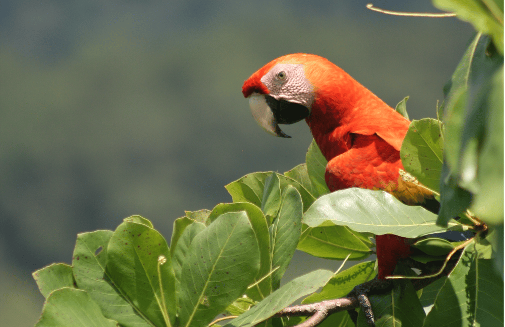 Build-Ready Ocean View Land with Casita & Fruit Orchard | Tres Rios, Costa Rica