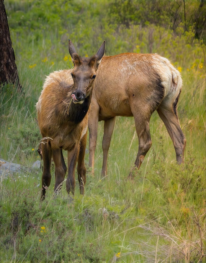Where the Road Meets the Sky: Driving Trail Ridge Road