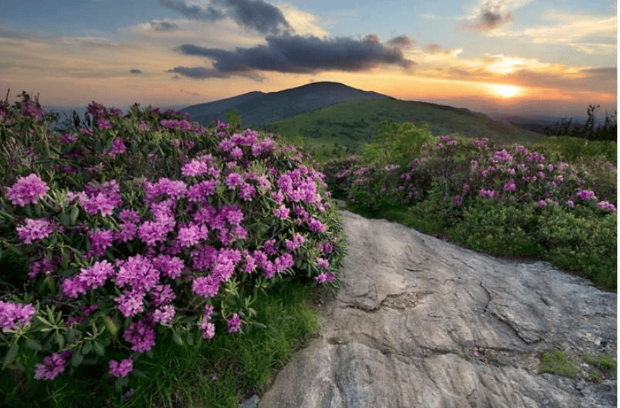 Pink rhododendrons line a rocky trail on Roan Mountain at sunset, with a green ridge beyond.