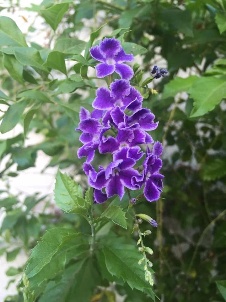 Cluster of purple flowers with pale-edged petals among green leaves.