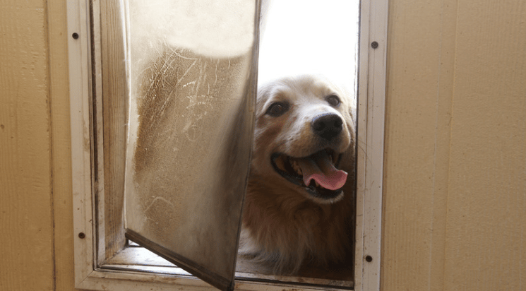 Golden retriever peeking through a scratched pet door flap in a beige door