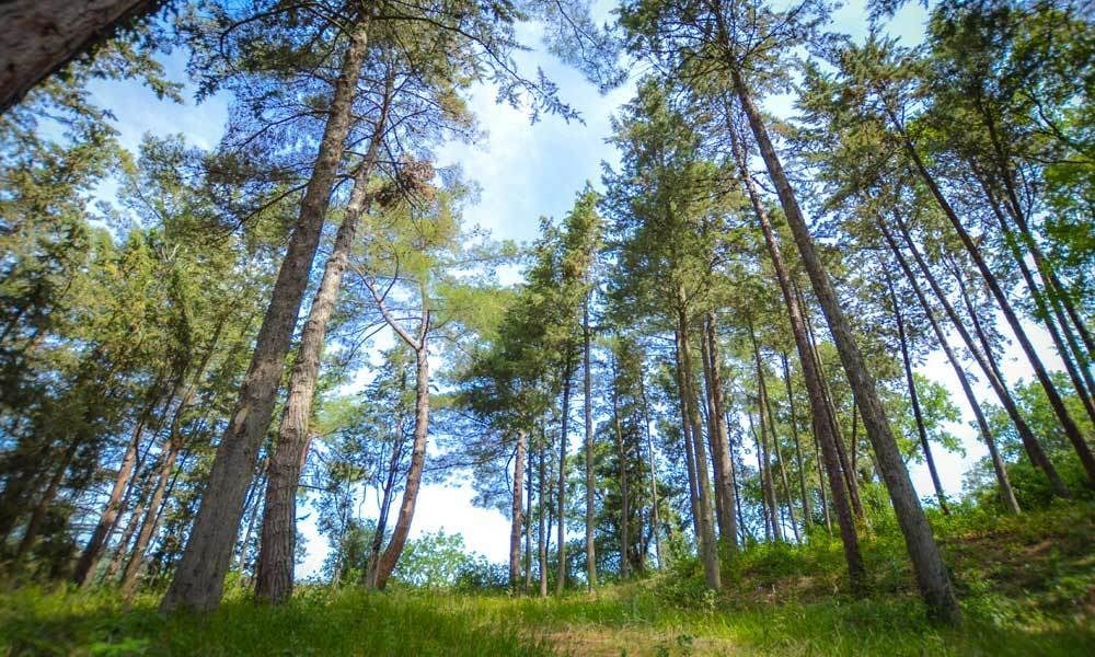 Charming Villa in the Woods of Le Marche