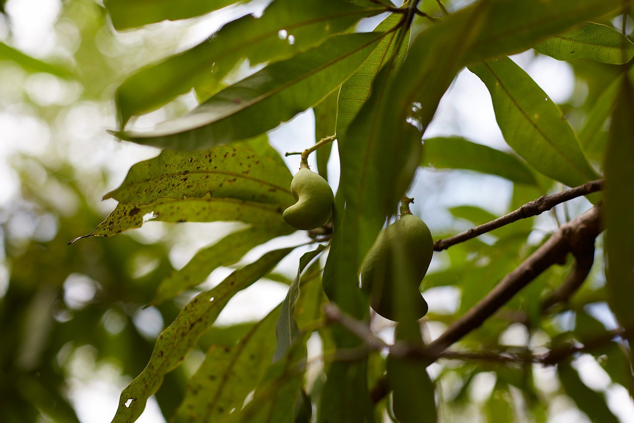 Finca Gomez | 214 Hectares | Ocean Views, Rivers & Development Potential – Guanacaste