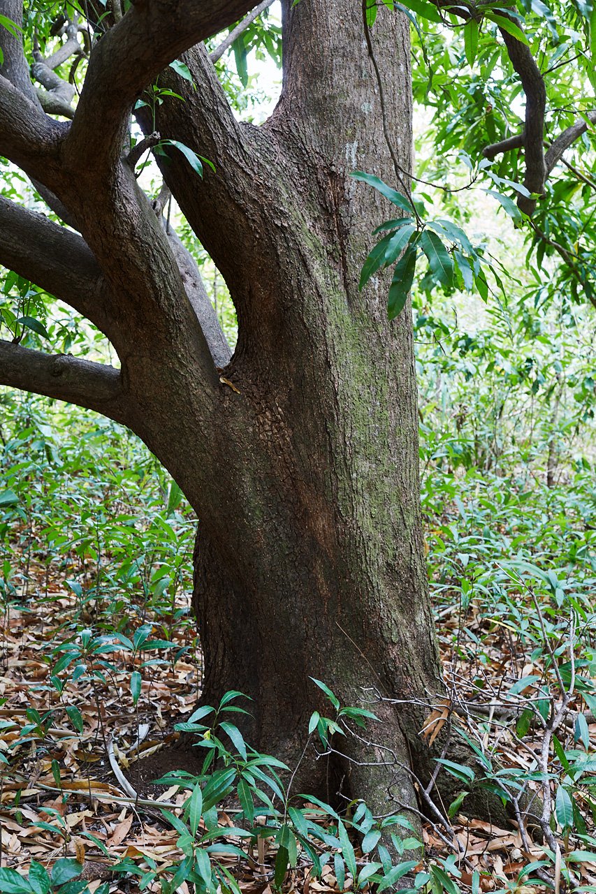 Finca Gomez | 214 Hectares | Ocean Views, Rivers & Development Potential – Guanacaste