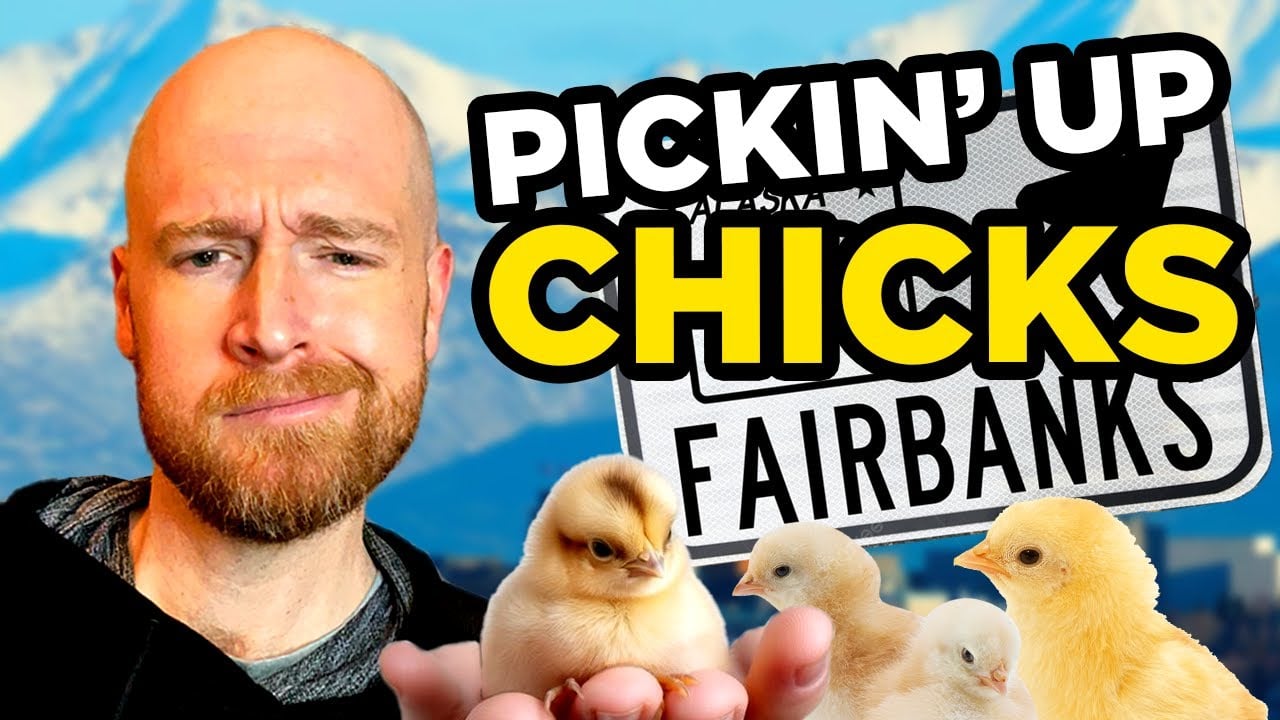 Raising Chickens in ALASKA!🐣 (What You Need To Know!)